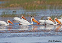 Pelecanus erythrorhynchos